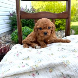 Clover - female Cavapoochon puppy in Burlington, Iowa from Pleasant Home Puppies