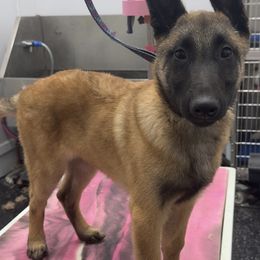 Zeke - Red sable male Belgian Malinois puppy in Linden, Pennsylvania from Helsel's Belgian Malinois