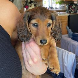 Purple - Red female Dachshund puppy in Federal Way, Washington from TopTeckel Kennels