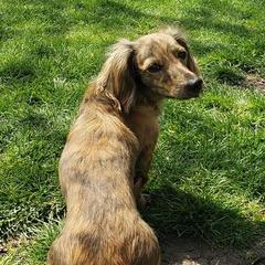 Hazel - Dachshund