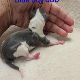 BBD - Blue male Italian Greyhound puppy in Babson Park, Florida from Quality Italian Greyhounds