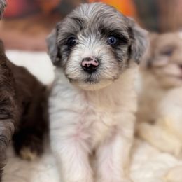 Juno - Black and white female Aussiedoodle puppy in Dickerson, Maryland from Pawsome Aussie Doodles and Oodles