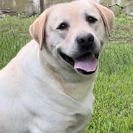 Labrador Retriever Puppies from Fetchmoore’s Labrador Retrievers