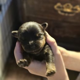 Girl 2 - Rottweiler puppy in Klamath Falls, Oregon from Tismic Rottweilers