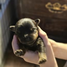 Girl 2 - Rottweiler puppy in Klamath Falls, Oregon from Tismic Rottweilers