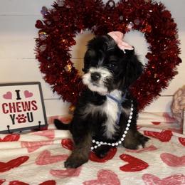 Sia - Tri-color female Bernedoodle puppy in Gilbert, Arizona from The Berne Barn... it’s a Doodle thing!