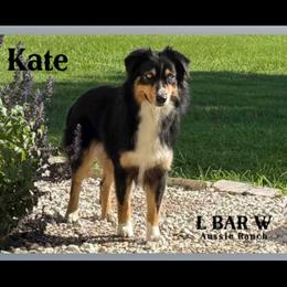 Kate - Miniature Australian Shepherd