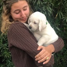 Labrador Retriever Puppies from AKC Arcadia Labs