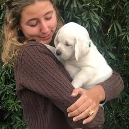 Labrador Retriever Puppies from AKC Arcadia Labs
