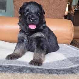 Dawes - Black and red male German Shepherd puppy in Columbus, Indiana from Stony Lonesome GSD