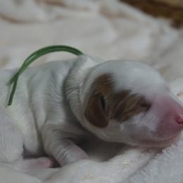 Thumper - Chalk male Australian Labradoodle puppy in Fontana, California from Glory Labradoodle’s
