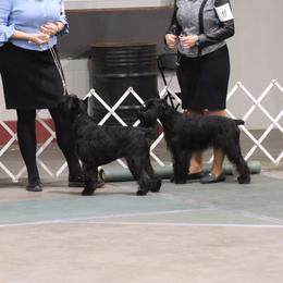 Cane Corso and Standard Schnauzers from Sarama