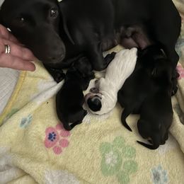 Dachshund puppies from Amore Mini Dachshund Breeders & More