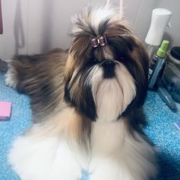 Lars - Shih Tzu