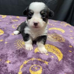 Dopey - Black and tan female Pembroke Welsh Corgi puppy in Barstow, California from Caldwell’s Corgis of Southern California