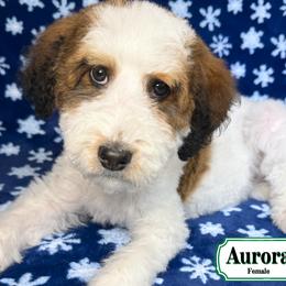 Aurora - In Training - Sable female Bernedoodle puppy in Milan, Indiana from Doodles & Spice
