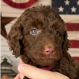 Maroon collar - Chocolate female Goldendoodle puppy in Christiana, Tennessee from Rechlicz Family Doodles