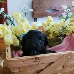 Poodle Puppies from Champion Poodles
