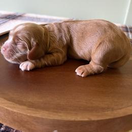 Rowyn - Red female Cocker Spaniel puppy in Indiana from muddy boots cocker spaniels and cockapoos