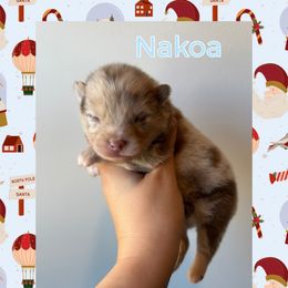 Nakoa - Cream male Companion Cross puppy in Willow Spring, North Carolina from GTBBF Pomeranians