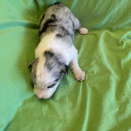 Sharpay - Blue merle female Australian Shepherd puppy in Hammond, Louisiana from Gold Ring Australian Shepherds