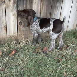 German Shorthaired Pointer Puppies from Tipsy Rabbit GSP TopDog Kennel