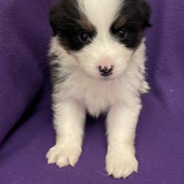Jason - Black tri-color male Australian Shepherd puppy in Hammond, Louisiana from Gold Ring Australian Shepherds
