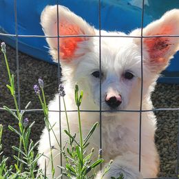 Chinese Crested puppies from Zion's Chinese Cresteds