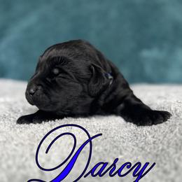 Labrador Retriever Puppies from Ruby Mountain Labradors