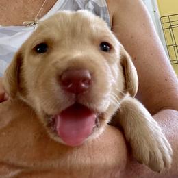 Jack Russell Terrier and Labrador Retriever Puppies from Canine Assist