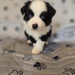 Girl 2 - female Miniature Australian Shepherd puppy in Claremont, North Carolina from Wee Aussies