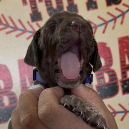 Jackie purple collar - Liver roan female German Shorthaired Pointer puppy in Six Mile, South Carolina from The Proper Pointer Co.