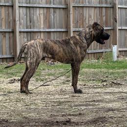 Perro de Presa Canario puppies from Lykaios Kennels