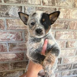 Boy 4 - Blue male Australian Cattle Dog puppy in Irvington, Kentucky from Dry Valley’s Australian Cattle Dogs