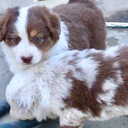 Aussiedoodle, Australian Shepherd, Miniature American Shepherd, and Miniature Australian Shepherd Puppies from Bline Family Farm