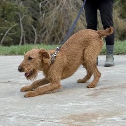 Irish Terrier and Scottish Terrier Puppies from Avonlea Terriers