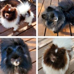 Pomeranian puppies from Brenda's Pomeranians - Amazing Grace Pomeranians