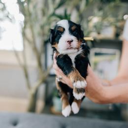 DJ - Tri-color female Bernedoodle puppy in Murray, Utah from Sun Valley Doodles