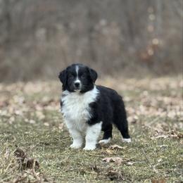 Stuffing - Black & white male Australian Shepherd puppy in Argyle, Iowa from Country Time Kennels