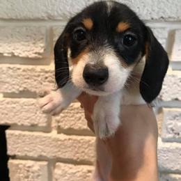 Dachshund Puppies from Stately Dachshunds and Danes