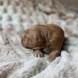 Praline - Red  female Goldendoodle puppy in Jacksonville, Florida from Dandelion Doodles
