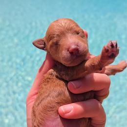 Peach - Apricot female Goldendoodle puppy in Gainesville, Florida from Alyssa Xxweetdoodles