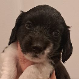 Tucker - Piebald male Dachshund puppy in Winter Haven, Florida from Gateway 2 Little Paws