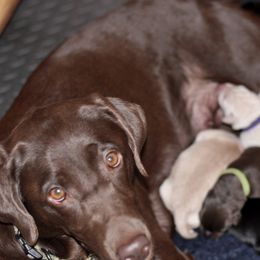 Labrador Retriever Puppies from Loudon's Labradors