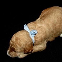 Goldendoodle and Poodle Puppies from David & Patricia Elliott