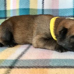 Belgian Malinois Puppies from Andrea Gumrich's Belgian Malinois