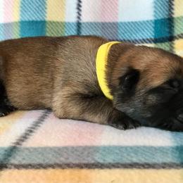 Belgian Malinois Puppies from Andrea Gumrich's Belgian Malinois