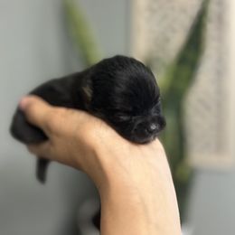 Pomeranian Puppies from Vargas Boyz Kennel