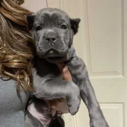 Biewer Terrier, Cane Corso, and Yorkshire Terrier Puppies from Exotic Yorkie Imports & Cessna Cane Corso