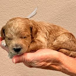 Gray Boy - Cream male Goldendoodle puppy in Kitsap County, Washington from Amazing Grace Doodles